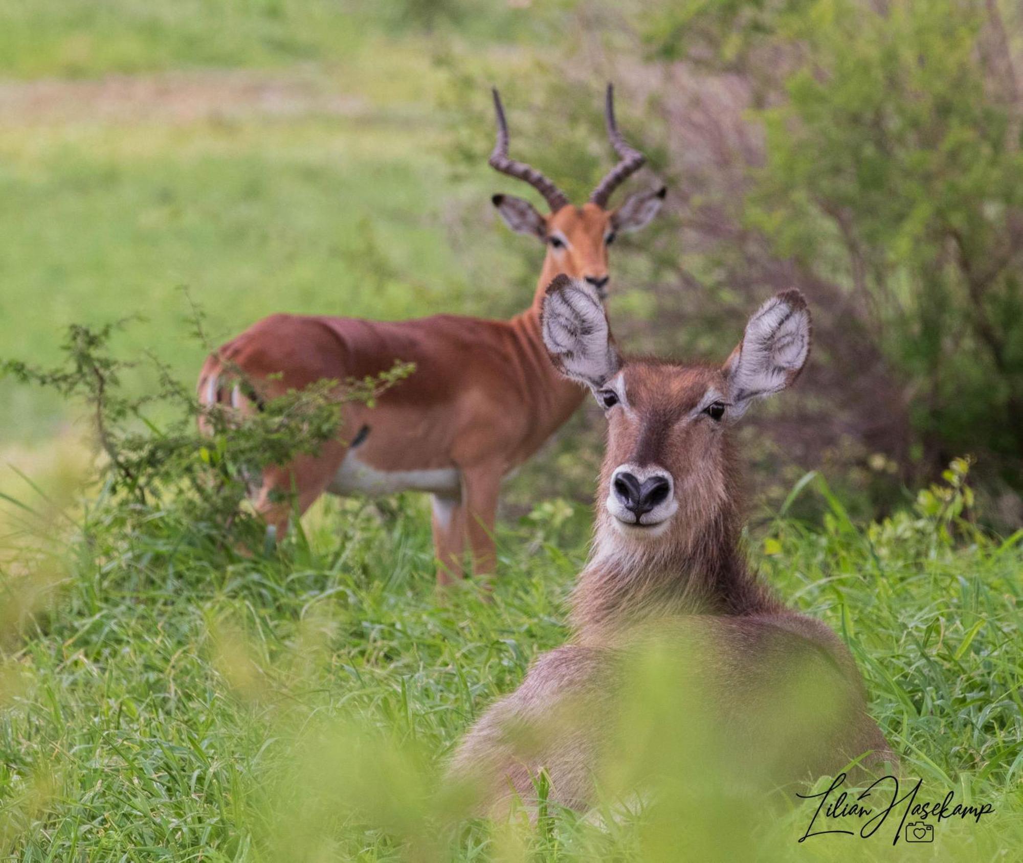 Hasekamp Family Bush Lodge Hoedspruit Buitenkant foto