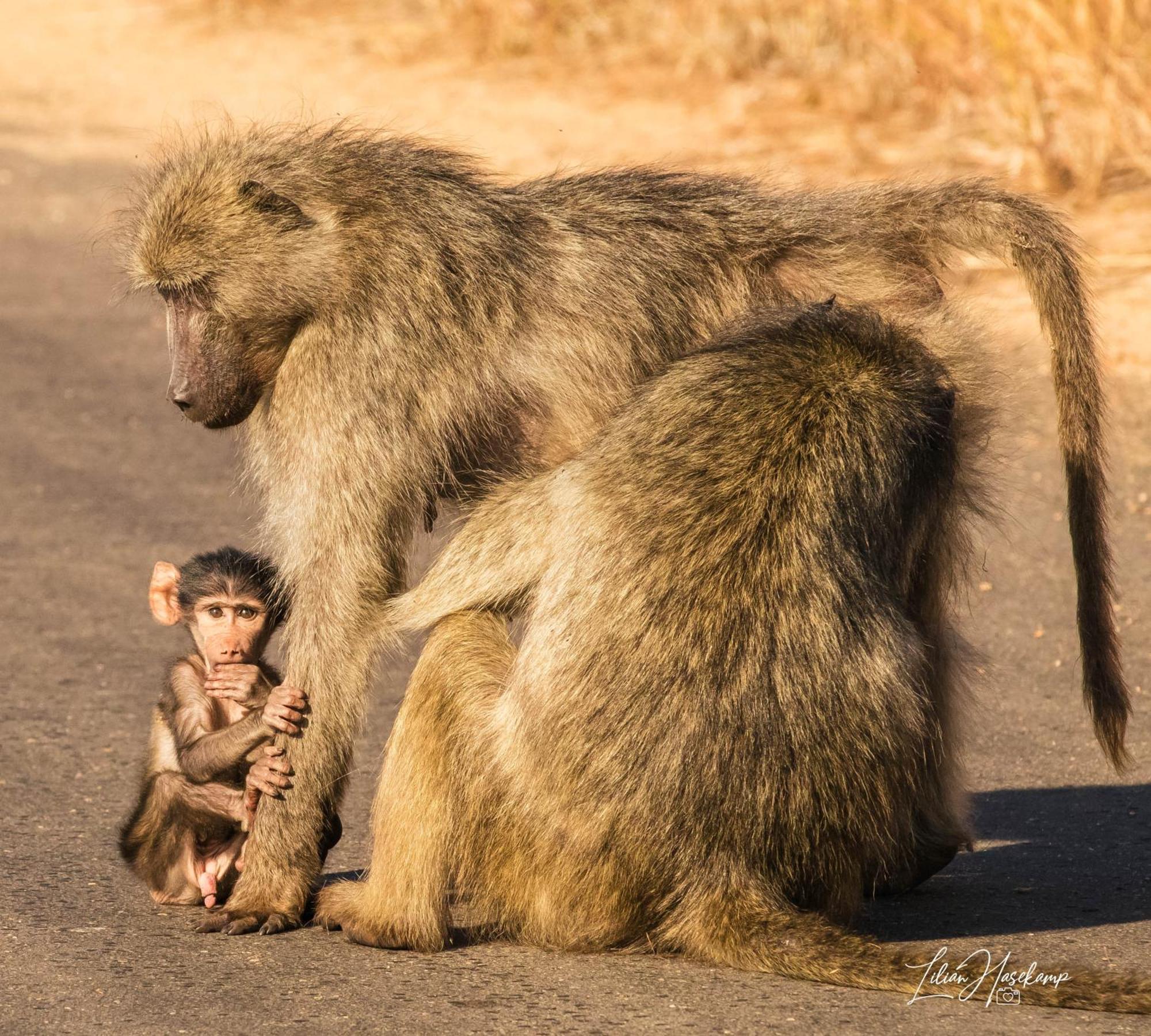 Hasekamp Family Bush Lodge Hoedspruit Buitenkant foto